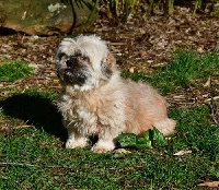 Étalon Lhassa Apso - Margot de dame nature