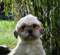 Étalon Lhassa Apso - Naya de dame nature