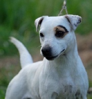 Étalon Parson Russell Terrier - Joy for you Du site corot