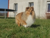 Étalon Shetland Sheepdog - Paddington teddy lerwick du Lorecé
