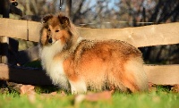 Étalon Shetland Sheepdog - Oh happier des Collines de Sagne
