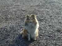Étalon Shetland Sheepdog - Pepite Du caire de la prairie