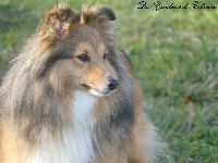 Étalon Shetland Sheepdog - New beauty Des Gardiens De Cebenna