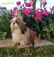 Étalon Shih Tzu - Noellina di a Stella Turchina