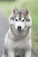 Étalon Siberian Husky - Onyx dit volk Of cold winter nights