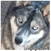 Étalon Siberian Husky - Raven Wolf Of Sibalt