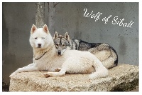 Étalon Siberian Husky - P'tit run Wolf Of Sibalt