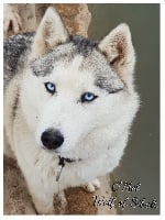 Étalon Siberian Husky - O'mel Wolf Of Sibalt