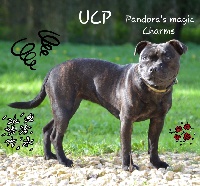 Étalon Staffordshire Bull Terrier - Under Carlie's Protection Pandora's magic charms