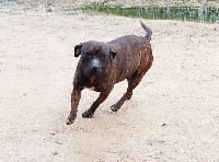 Étalon Staffordshire Bull Terrier - Picka'n got Game Of Staffies