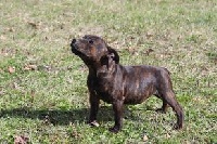 Étalon Staffordshire Bull Terrier - Octane De Staffy Good Choice