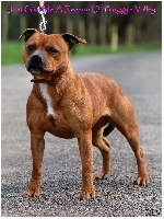 Étalon Staffordshire Bull Terrier - Just give me a reason of froggy's valley