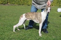 Étalon Whippet - On man show du manoir de la grenouilere