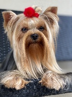 Étalon Yorkshire Terrier - Pretty woman de l arche d or