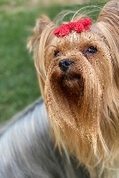 Étalon Yorkshire Terrier - Naya Du Domaine De L'amour Naissant