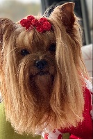 Étalon Yorkshire Terrier - Nice Du Domaine De L'amour Naissant