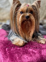 Étalon Yorkshire Terrier - Oxana De L'arche D'or