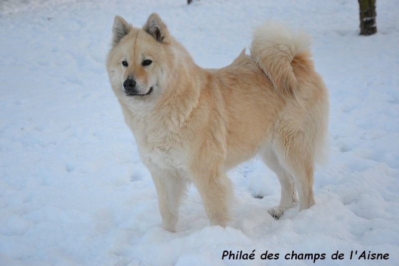Les Eurasier de l'affixe   des champs de l'Aisne