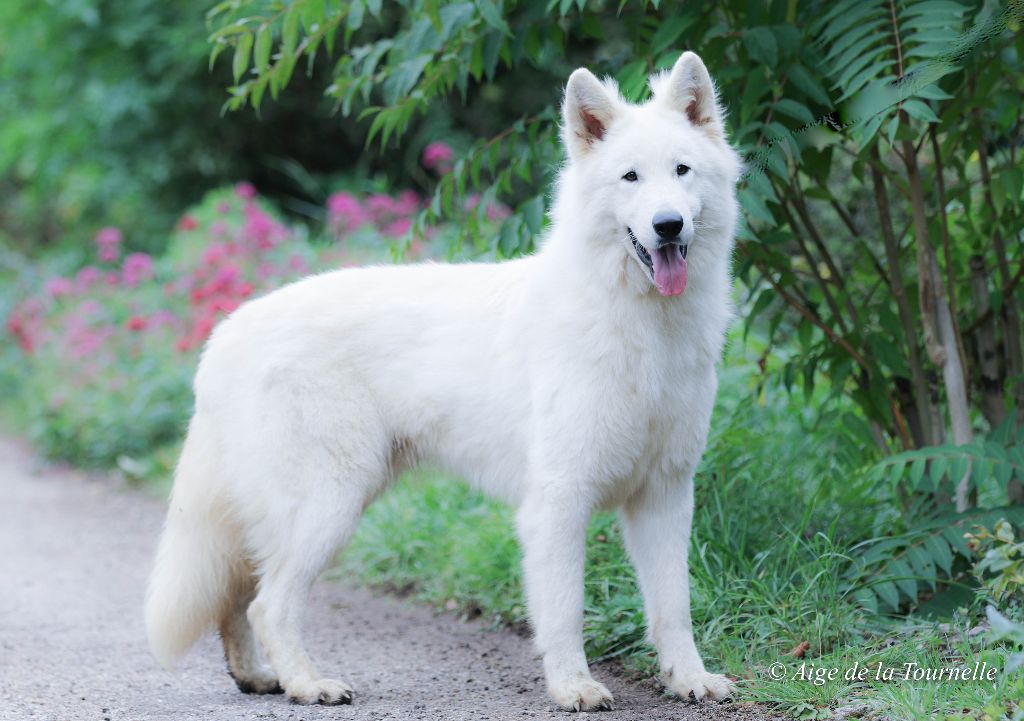 Les Berger Blanc Suisse de l'affixe   L'aige de la tournelle