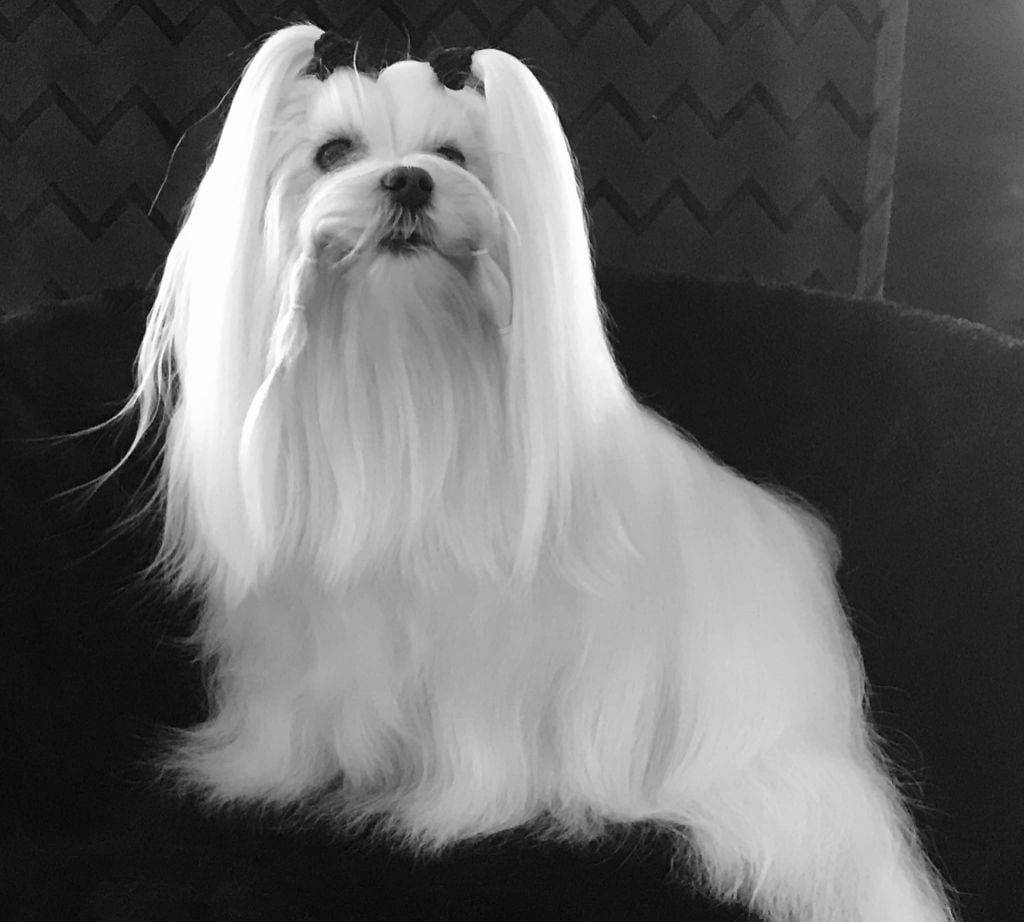 Les Bichon maltais de l'affixe   Des Anges De L'Abers Benoit