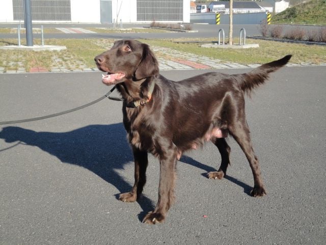Les Flat Coated Retriever de l'affixe   Des Gardiens De Ferreiros