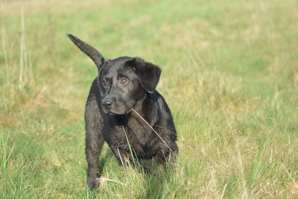 Les Labrador Retriever de l'affixe   De La Source Du Bois Bouquet