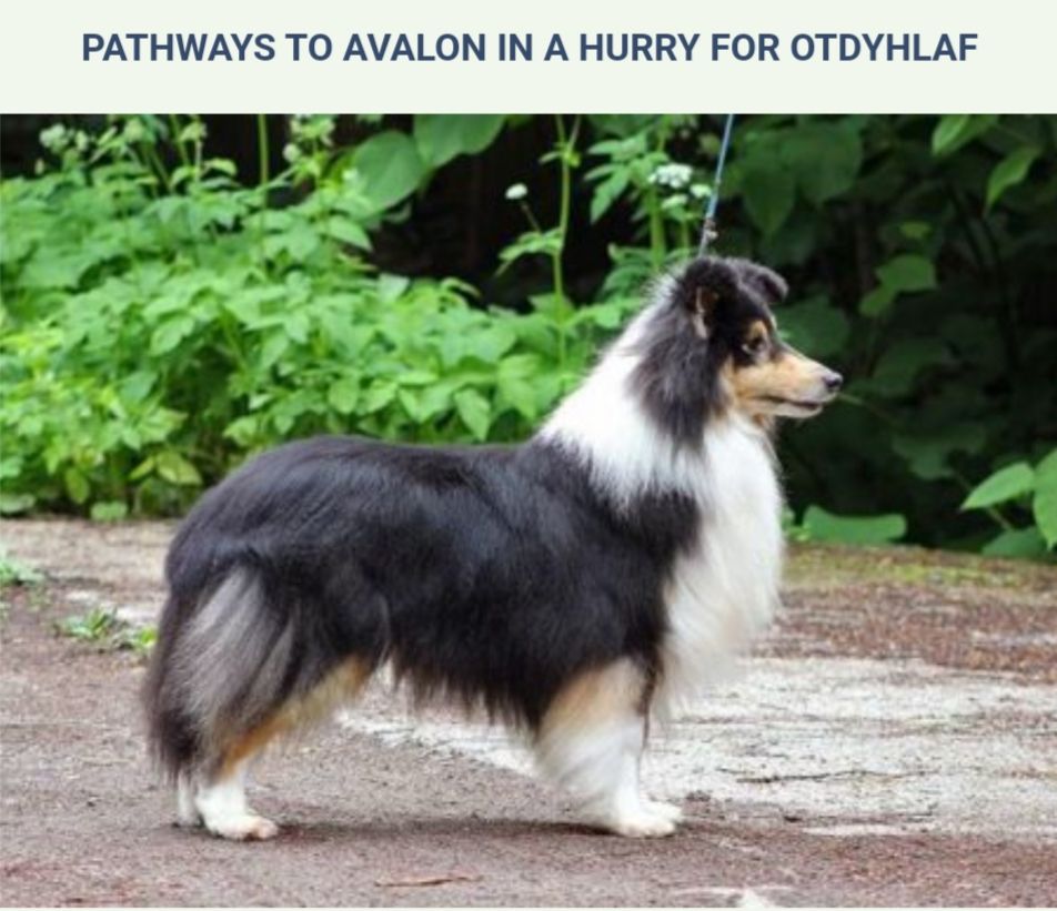 CH. Pathways To Avalon In a hurry