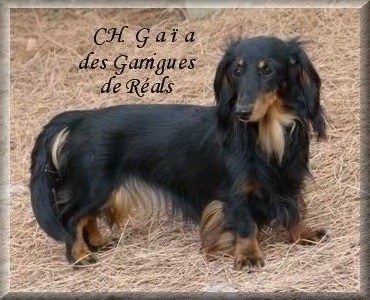 CH. Gaia des Garrigues de Réals