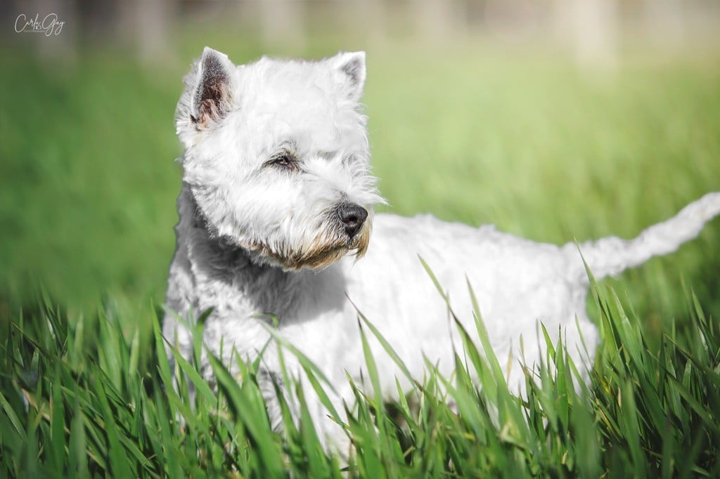 Les West Highland White Terrier de l'affixe   des Collines de Provence