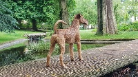 Étalon Irish Terrier - CH. Beddy Gelert  léon