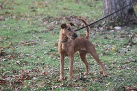 Étalon Irish Terrier - CH. Beddy Gelert lord ludwig