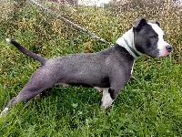 Étalon American Staffordshire Terrier - Mya (Sans Affixe)