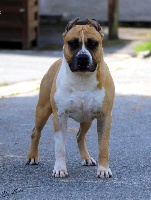 Étalon American Staffordshire Terrier - CH. Royal court Covered in gold