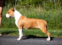 Étalon American Staffordshire Terrier - Burning Staff Oh who s that beauty