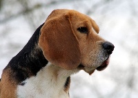 Étalon Beagle - szephegyi szimat O'  scott