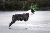 Étalon Boston Terrier - Pin up Sweeties Doggies