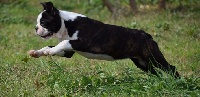 Étalon Boston Terrier - les chiens de florence Pharrah fawcett