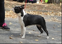 Étalon Boston Terrier - New girl du Val de la Lavande