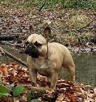 Étalon Bouledogue français - P'tite aria De La Belle Chanel