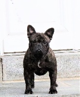 Étalon Bouledogue français - Omega 3 Des Terres De Frasnes