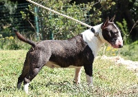 Étalon Bull Terrier Miniature - Pole position de l'Empire du Bull