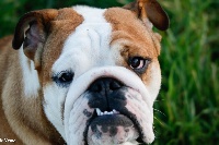 Étalon Bulldog Anglais - O'dette de la Garenne en Hurepoix