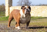 Étalon Bulldog Anglais - Ruby Jewel Nutella tagada