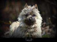 Étalon Cairn Terrier - Quentin's Touch Poilue