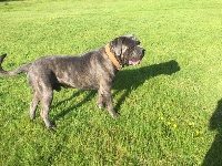 Étalon Cane Corso - Newton De malaga