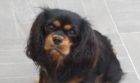 Étalon Cavalier King Charles Spaniel - Orphee Des p'tits Bizoulous