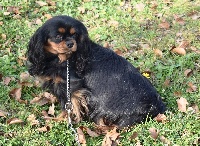 Étalon Cavalier King Charles Spaniel - O'hara du domaine de Maxiel