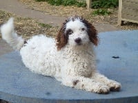 Étalon Chien d'eau espagnol - R-thiou Du taillis du houx