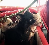 Étalon Chihuahua - Pandora Des Pattounes Douces