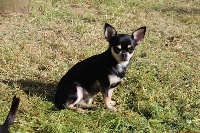 Étalon Chihuahua - Nell legend lucky Des Ecrins De Joy